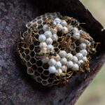 Hatékony darázsirtás megoldások a nagyobb problémákra