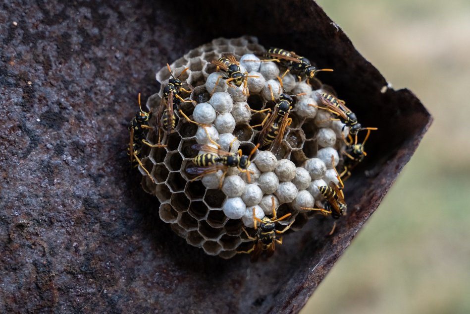 Hatékony darázsirtás megoldások a nagyobb problémákra